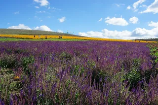 花，一小穗的花，草原，花，开花的植物，紫色，美丽的大自然，土地