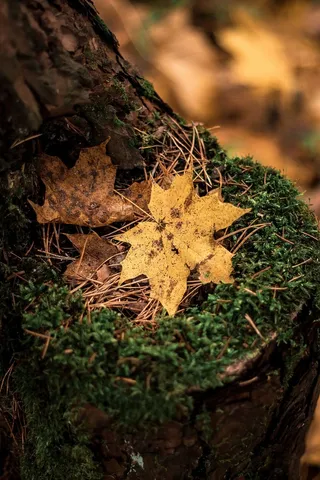 棕色枫叶的特写照片