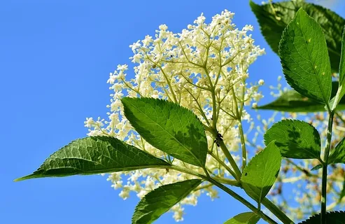 低角度视图,白色花瓣花,接骨木,接骨木花,灌木,黑接骨木,接骨木 低角度视图,白色花瓣花,接骨木,接骨木花,灌木,黑接骨木,接骨木