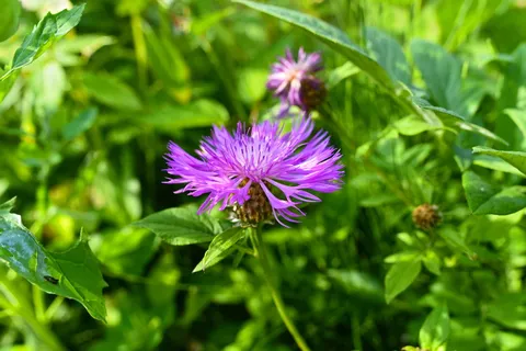 大马蹄莲、植物、花卉、多年生植物、马蹄莲、草药治疗、对蜜蜂有吸引力、对蝴蝶有吸引力