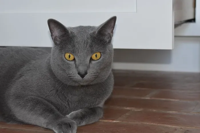 蓝色，猫，灰色，猫，家猫，家畜，宠物，哺乳动物