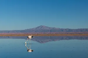 动物、鸟、水、山、天、景、长、颈