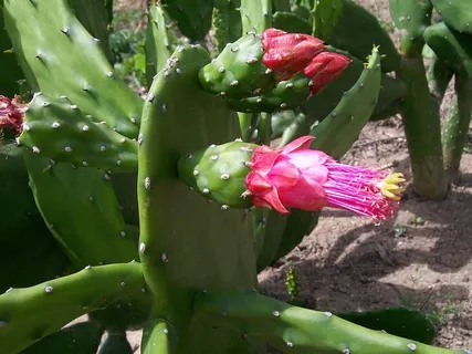 花，of，仙人掌，espinilho，自然，仙人掌，棕榈，仙人掌