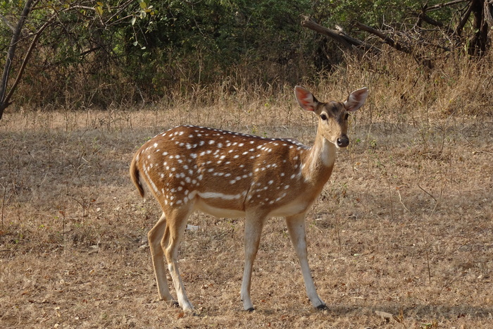 梅花鹿、石鳖、doe、雌性、轴心、鹿、野生动物、哺乳动物