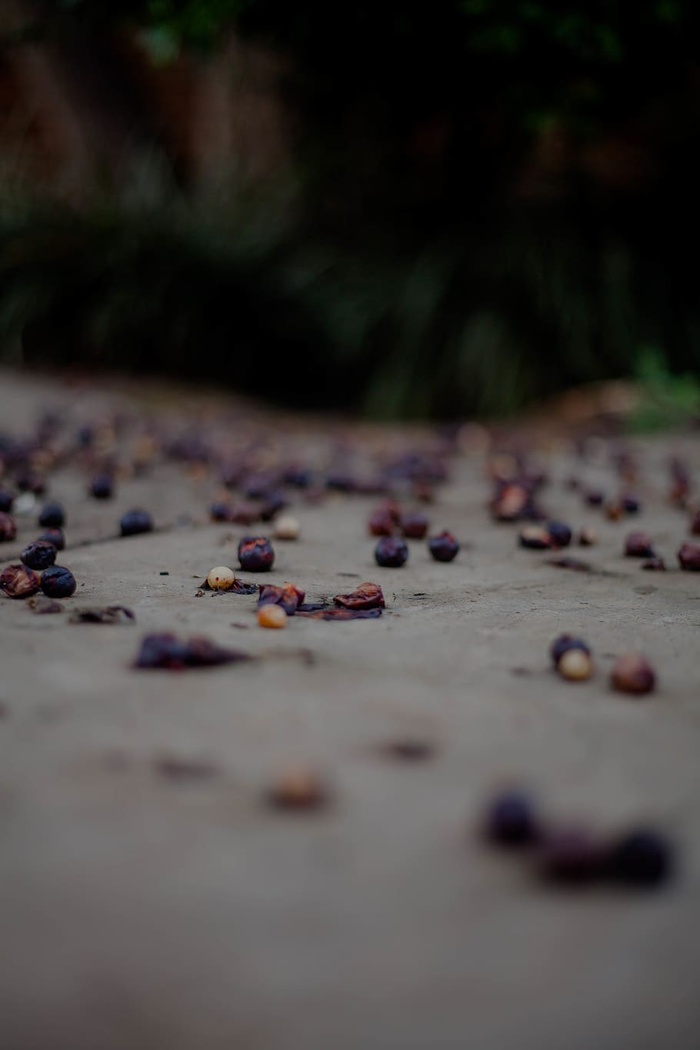 水果，食物，蓝莓，植物，人类，人，鹅卵石，西瓜