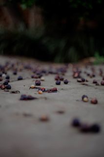 水果，食物，蓝莓，植物，人类，人，鹅卵石，西瓜
