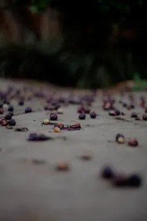 水果，食物，蓝莓，植物，人类，人，鹅卵石，西瓜