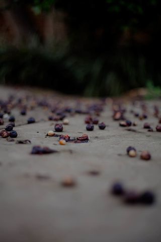 水果，食物，蓝莓，植物，人类，人，鹅卵石，西瓜