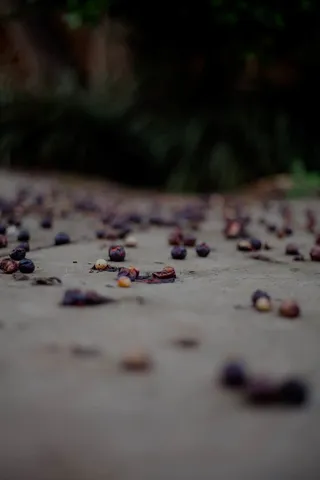 水果，食物，蓝莓，植物，人类，人，鹅卵石，西瓜