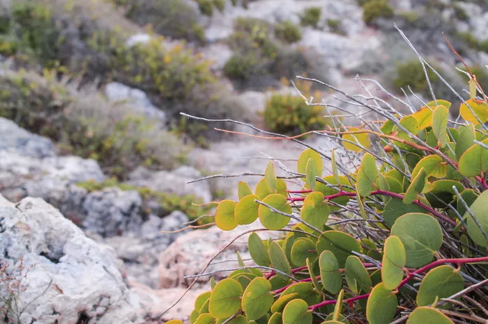 多汁，仙人掌，仙人掌，植物，生长，关注前景，自然，自然之美