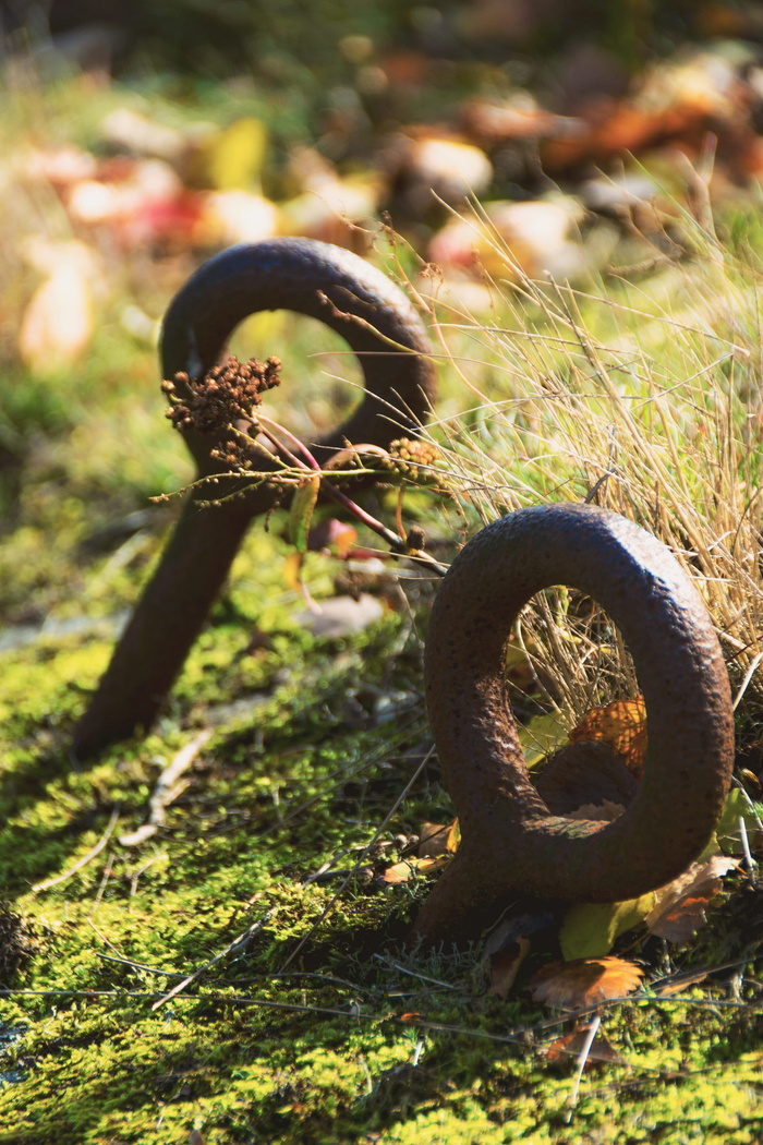 铁，环，亮点，铁环，一环，自然，衰落，秋天