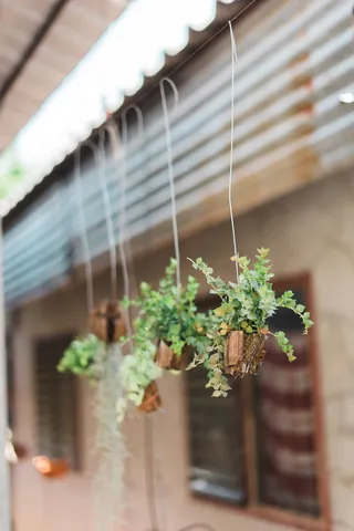 绿色，植物，悬挂，悬挂，乔木，植物园，自然，户外