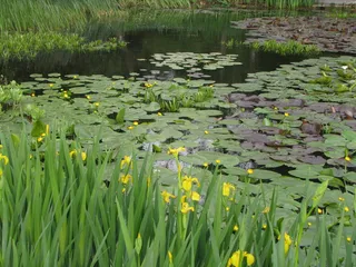 黄旗，黄鸢尾，水旗，假鸢尾，池塘，水礼来，花朵，水