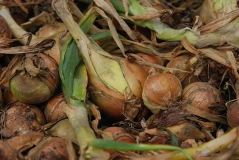 自然、植物、ui、食品、棕色、食品和饮料、健康饮食、幸福 自然、植物、ui、食品、棕色、食品和饮料、健康饮食、幸福