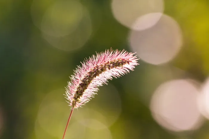 穗、芒、草、谷物、谷物、野生谷物、农业、背光