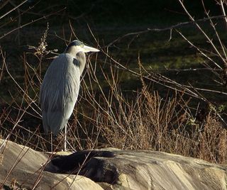 美国，北波托马克，动物，鸟类，动物主题，脊椎动物，动物，鸟类