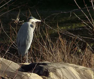 美国，北波托马克，动物，鸟类，动物主题，脊椎动物，动物，鸟类