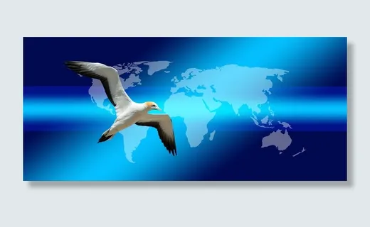 白、黑、鲣鸟、鸟、飞行、大陆、地球、地球