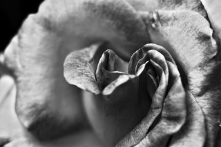 灰阶摄影、玫瑰、花朵、黑白、爱情、工作室、细节、微距