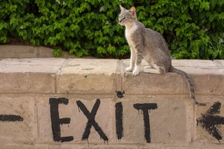 猫，动物，宠物，哺乳动物，输出，猫，家猫，猫