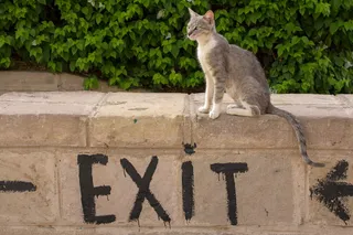 猫，动物，宠物，哺乳动物，输出，猫，家猫，猫