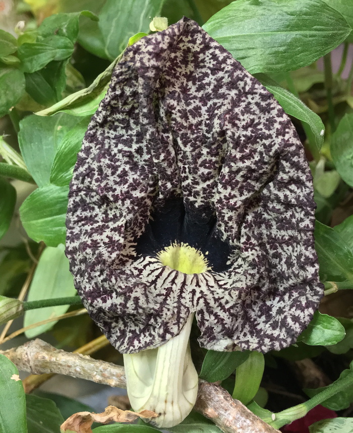 花卉装饰，稀有花卉，花卉，纹理，花卉，稀有，花园，粮食