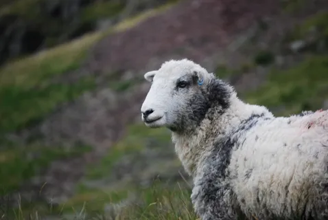 动物，食草动物，山，羊，羊毛，自然，草，农场