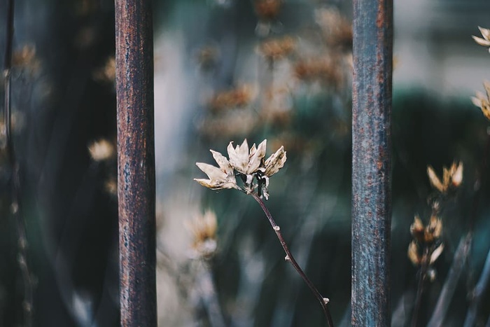 植物，花，花，法国，蒙彼利埃，芽，芽，博克