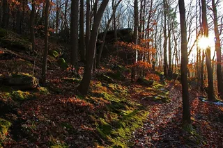 森林，树木，自然，景观，秋天的森林，苔藓，林间小路，阳光