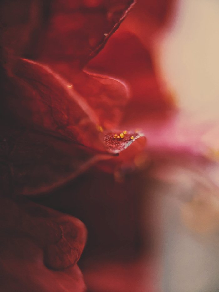 印度，哥印拜陀，第六十字路口，花，植物，开花植物，特写，新鲜度