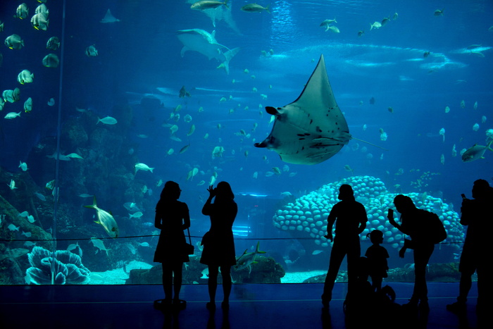中国，珠海，最大，最大，水族馆，蓝色，黄貂鱼，海洋生物