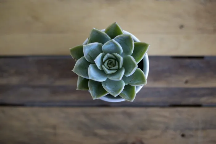 绿色多汁植物