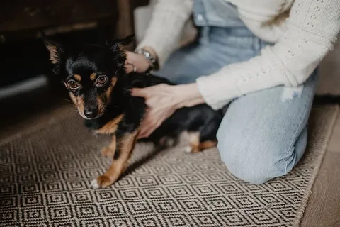 抚摸那只可爱的小狗