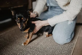 抚摸那只可爱的小狗