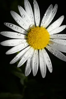 雏菊花 雏菊花