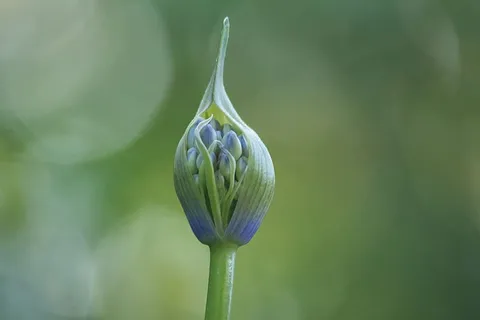 龙舌兰,花序,植物区系,植物,花,开花植物,自然之美,脆弱 龙舌兰,花序,植物区系,植物,花,开花植物,自然之美,脆弱