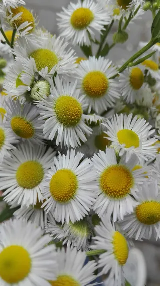 花卉，自然，植物，夏季，八月，花卉，开花植物，黄色