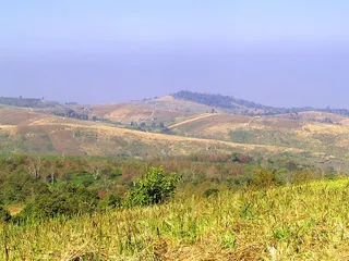 木头，风景，自然，田野，背景，美丽，花朵，蓝天