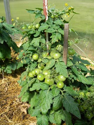 西红柿，西红柿，为什么，温室，树枝上的西红柿，蔬菜，素食主义，食物