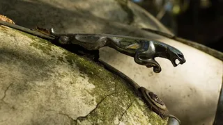 特写摄影、捷豹发动机罩装饰、捷豹、汽车、徽章、经典汽车、复古、垃圾场