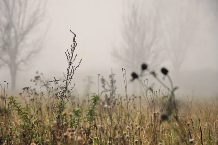自然、雾、天气、雾、户外、植物、草、鸟