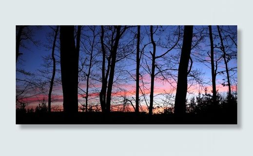 夜空，树木，日落，黎明，傍晚，剪影，树，剪影