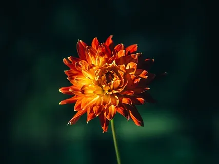 花,自然,橙色,植物,花瓣,花头,黄色,单瓣 花,自然,橙色,植物,花瓣,花头,黄色,单瓣