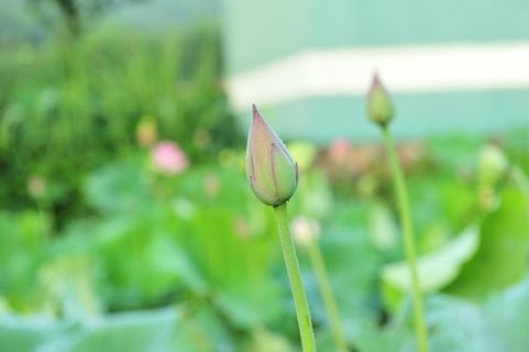 豆荚、莲子、荷花、典雅、意境、荷叶、荷花、荷塘