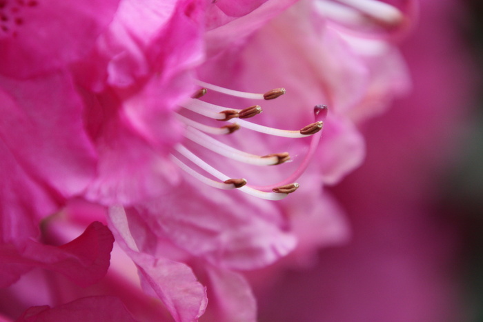 雄蕊，杜鹃花，花，杵，雄蕊，粉红色，特写，珠宝
