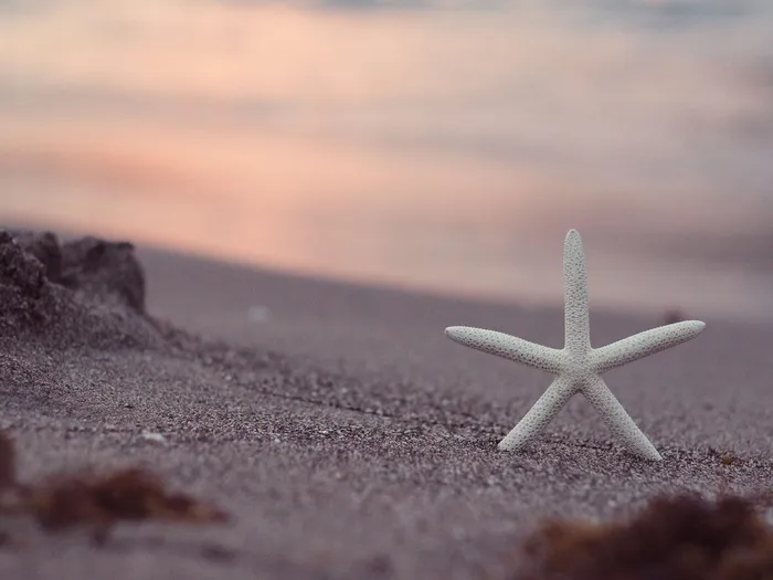 白天棕色沙滩上白星鱼的浅聚焦摄影