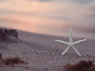 白天棕色沙滩上白星鱼的浅聚焦摄影