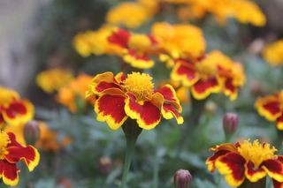 花，自然，夏天，植物，自然，花园，季节，颜色