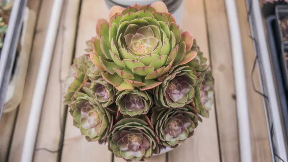 青莲植物,植物,花,花朵,插花,花束,大丽花,农产品 青莲植物,植物,花,花朵,插花,花束,大丽花,农产品