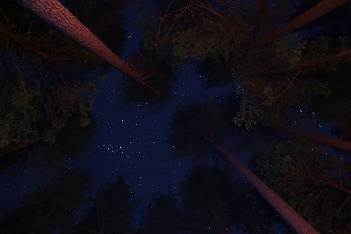 夜空下树木的低角度照片